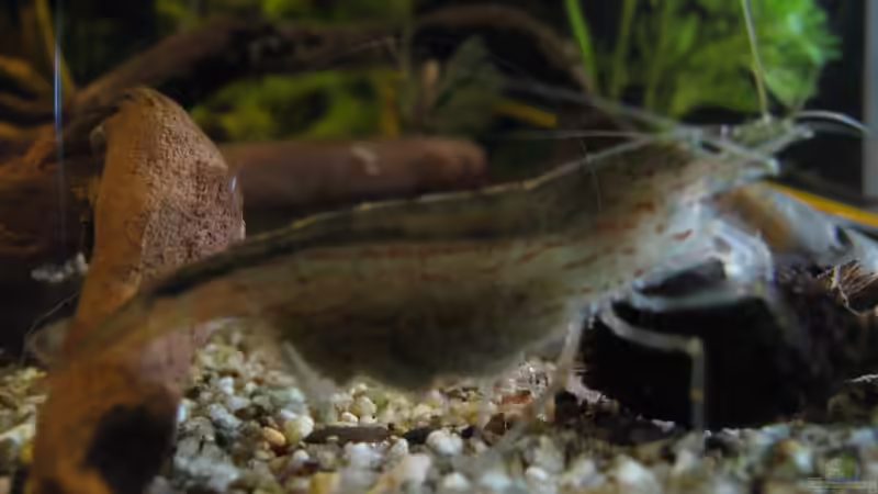 Amano Garnele von Jemafa (57)