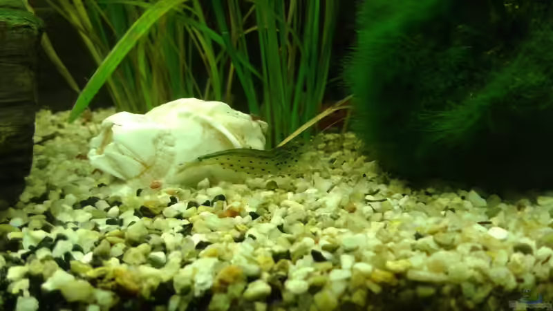 Amano Garnele von Jessi & Daniel (11)