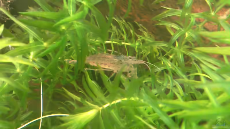 Amano Garnele von Johannes Klopf (16)