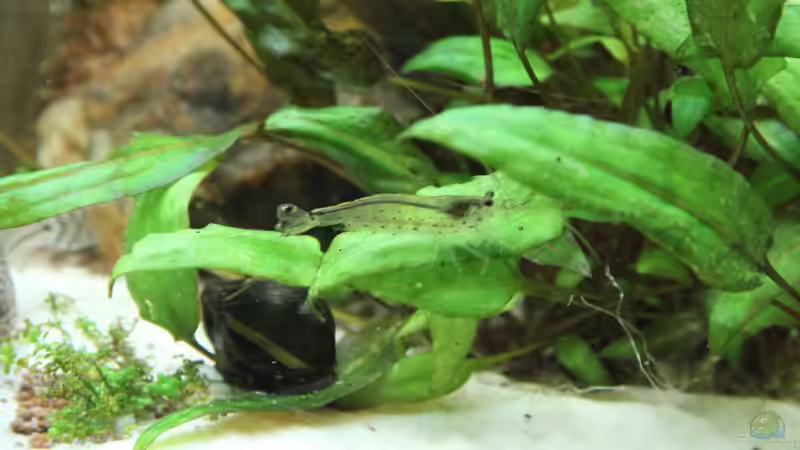 Amano-Garnele von Jumata (16)