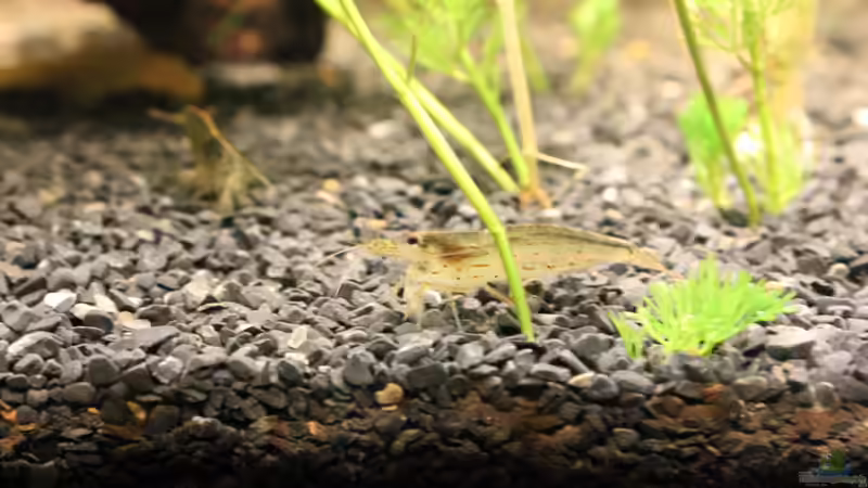 Amano-Garnele von Marc Leu (37)