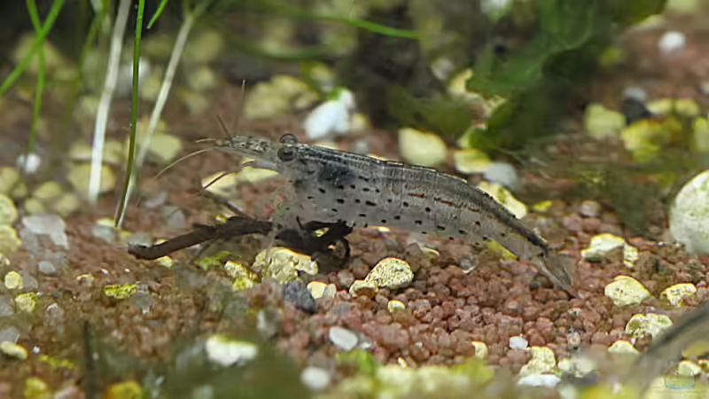 Amano-Garnele von Matthias Funke (10)