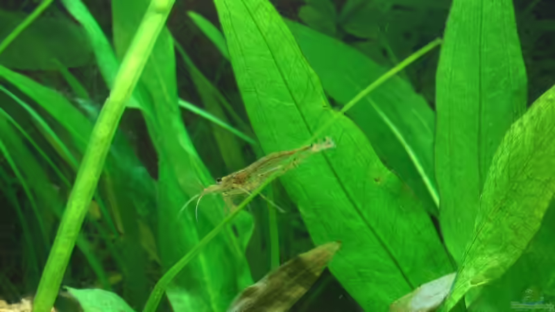 Amano Garnele von Michael Kraus (3)