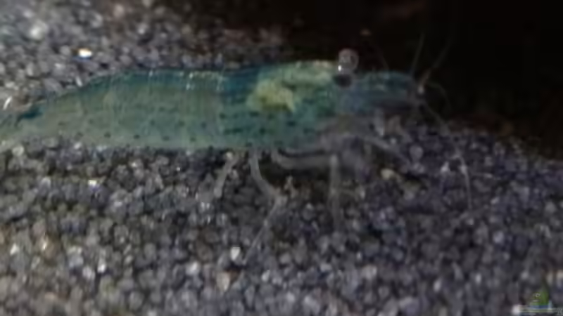 Amano-Garnele von Monopoly (3)