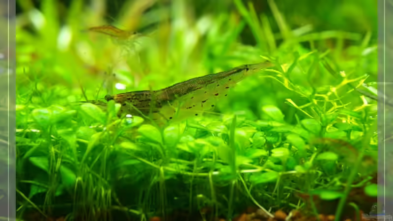 Amano Garnele von Pseudomugil (17)
