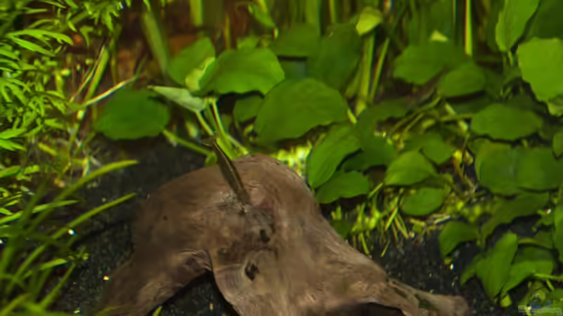 Amano Garnele von Rotrost (19)