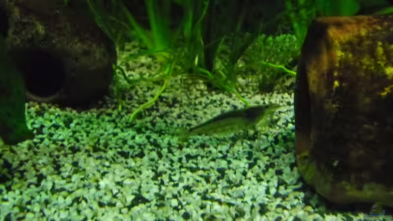 Amano Garnele von Ruppinho (56)