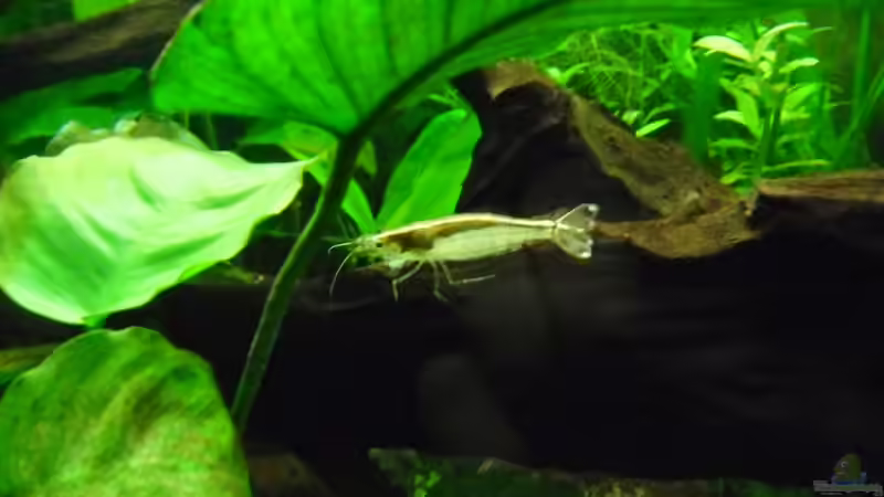 Amano Garnele von Ruppinho (57)