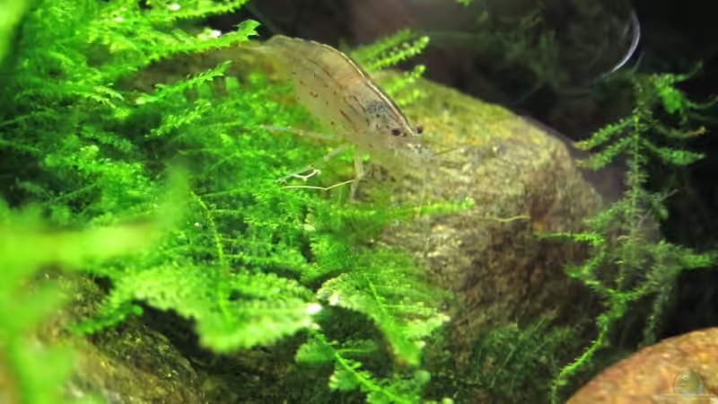 Amano Garnele von Sarah (27)