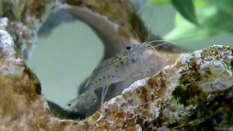 Amano Garnele von Thomas Höppner (16)