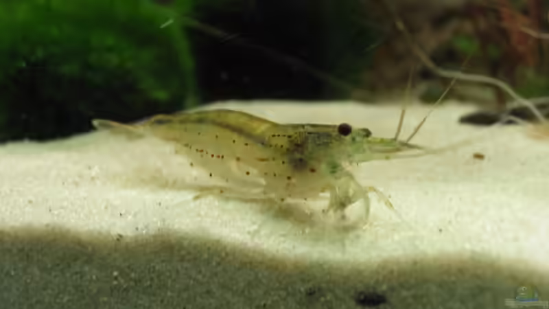 Amano Garnele von Thorsten Makoschey (13)