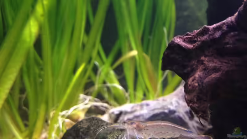 Amano Garnele von ulli85 (12)