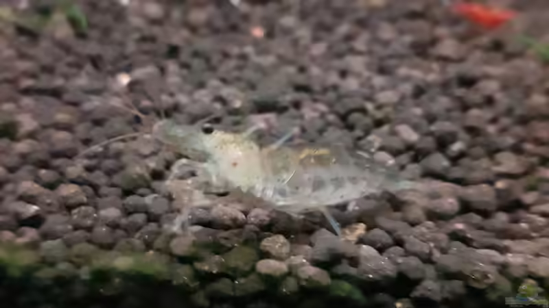 Amano-Garnele von Valhall (6)