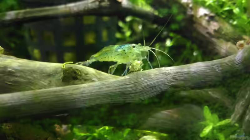 Amano Garnele von Zomic (14)