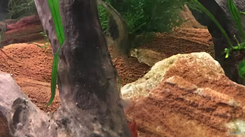 Amano Garnele weiblich,Red Sakura Garnele  von Ottche (45)