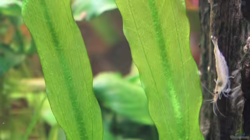 Einrichtungsbeispiele mit Amano-Garnelen (Caridina multidentata)