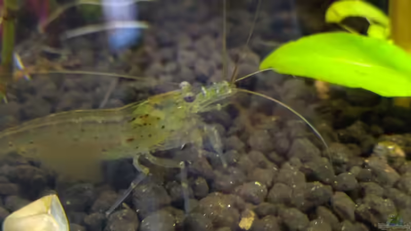 Amano Garnelen  von Shiro13 (9)