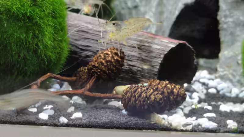 Amano-Garnelen (Caridina multidentata) - die Hauptbewohner im Becken. von MengBer (34)