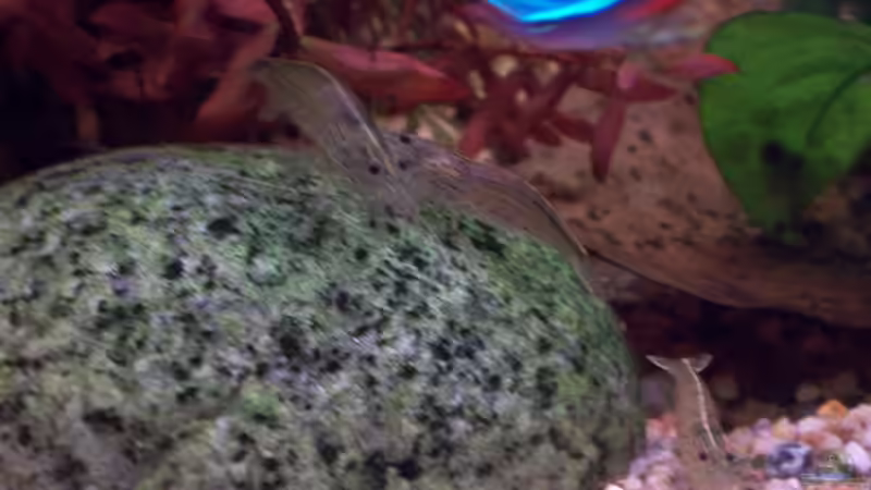 Amano-Garnelen (Caridina multidentata / japonica ) von Jens J. (30)