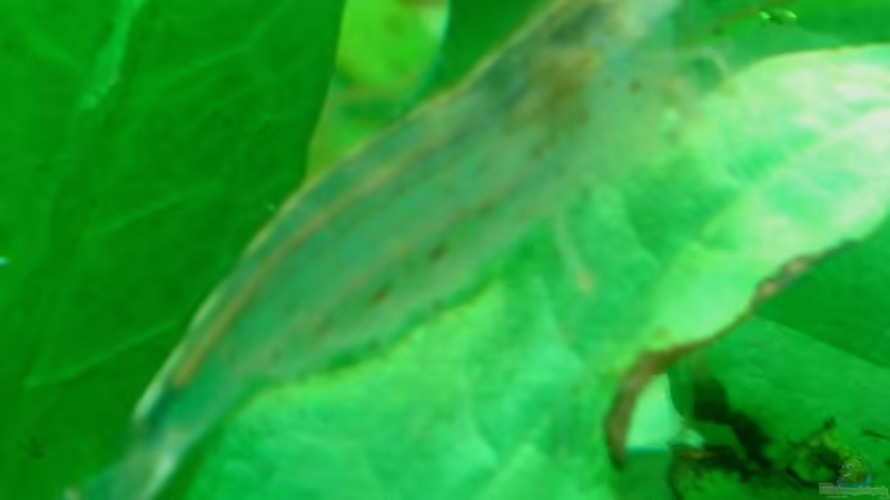 Amano Garnelen von Johannes Högel (9)