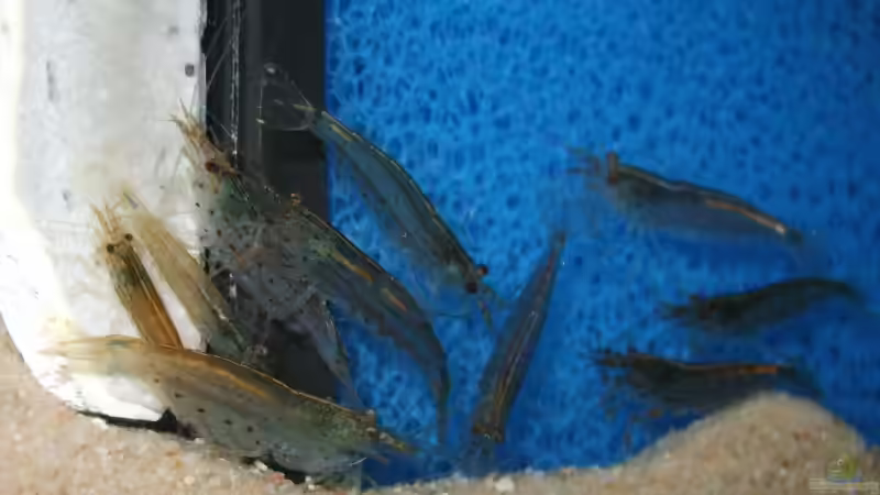 Amano-Garnelen von Matthias Grobitzsch (8)