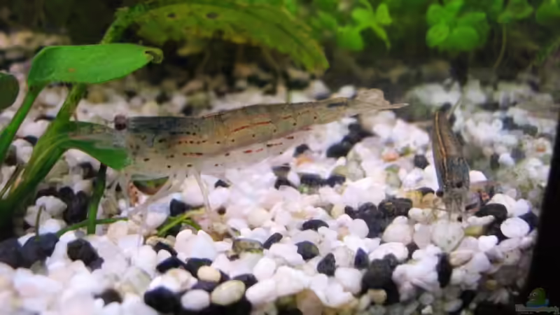 Amano-Garnelen von Monika Maier (20)