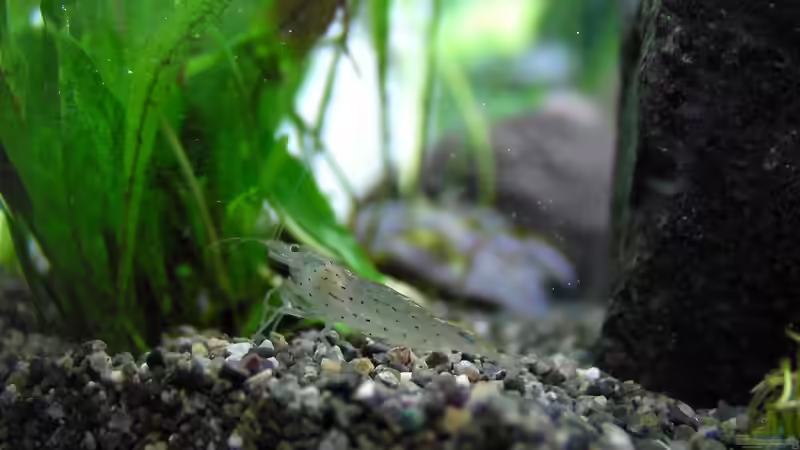 Amano Garnelen von P4mpersb0mber (8)