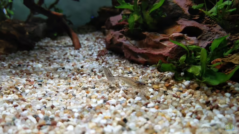 Amano-Garnelen von Solvin (37)