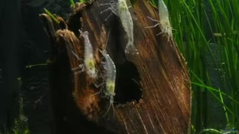 Amano Kaffeeklatsch von cRaZy T (3)