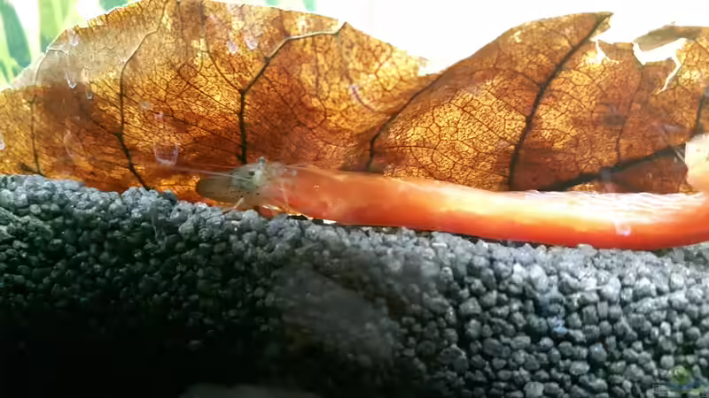 Amano lässt sich rote Paprika schmecken von Kaddi (31)