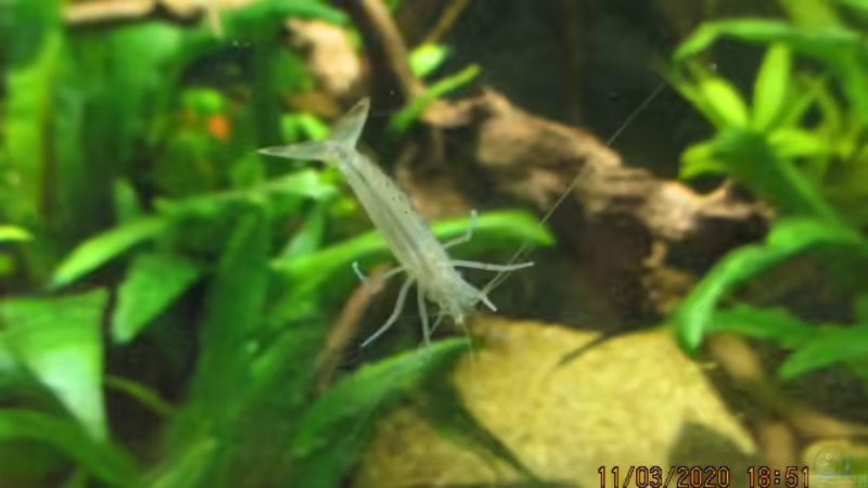 Amano Männchen von okefenokee (74)