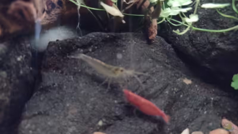 Amano meets Sakura v. 11.02.2024 von C-NA (37)