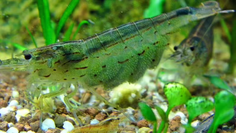 Amano mit Eiern von snooze (8)