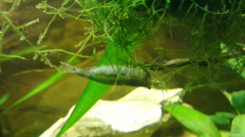 Amano mit Gelege von Koehler (31)