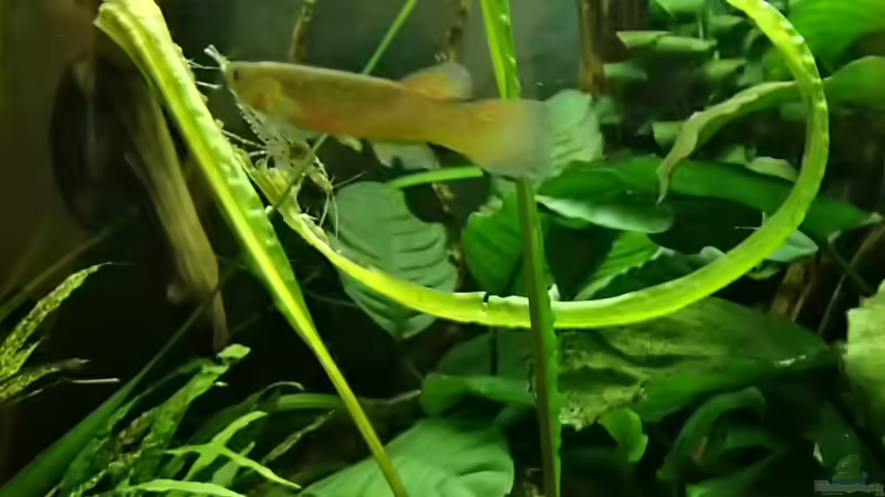 Amano mit Killiweibchen...Welche Gattung ist das bloss? ich kann sie nicht auseinander halten... von Pflanzennarr (48)