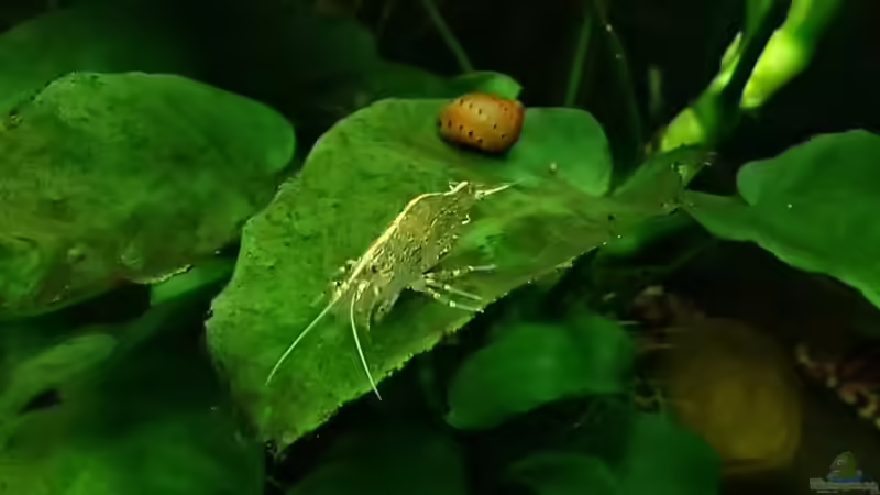 Amano mit Neritinia sp. ´Orange Track´ von Pflanzennarr (35)