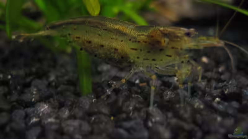 Amano Mutti von Marco B. (28)