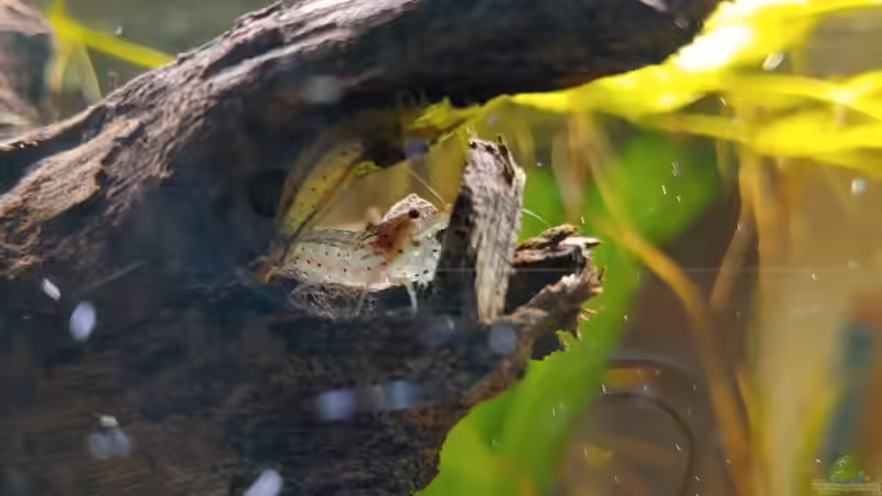 Amano Pärchen von Juno (29)