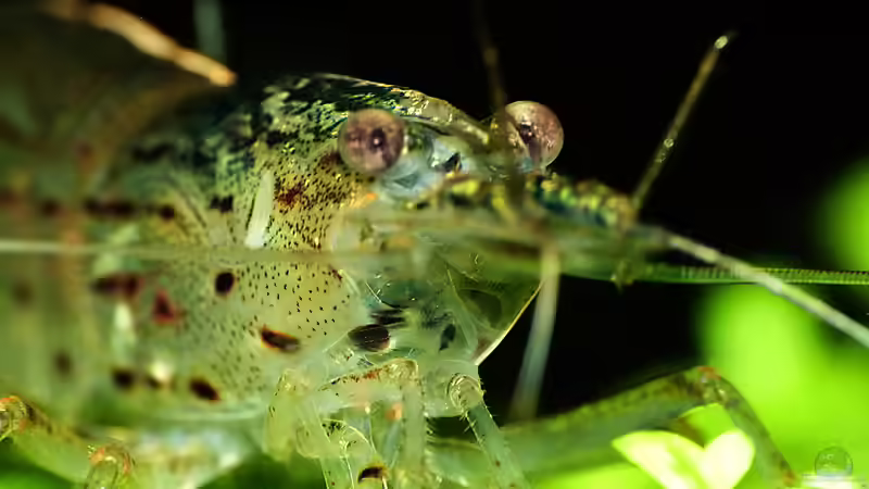 Amano Portrait von Helmut Kreutmayer (10)