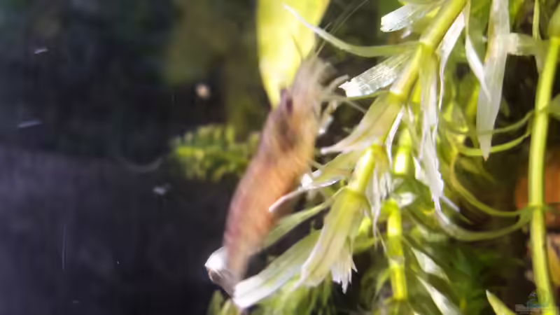 Amano schwanger von Zuckermaus (10)