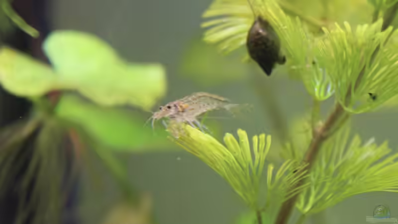 Amano und Blasenschnecke von Pfennigkraut (18)