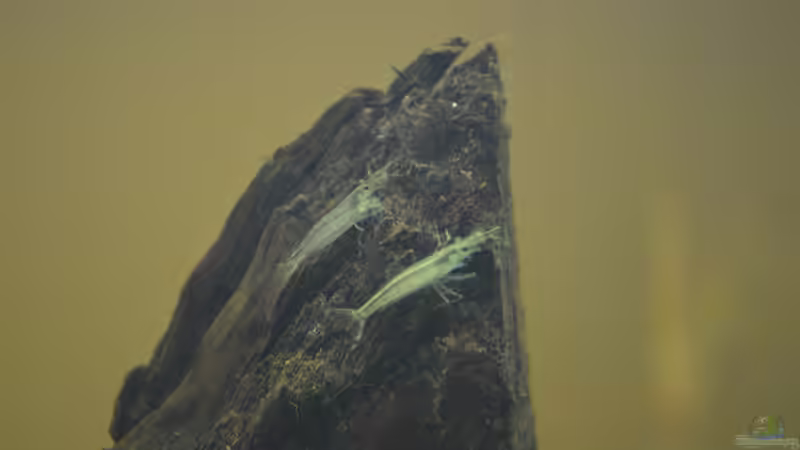 Amano von Jensen82 (4)