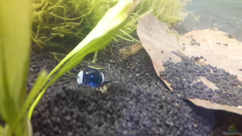 Amano von Kaddi (29)