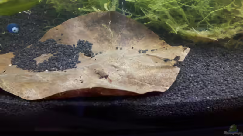 Amano von Kaddi (30)