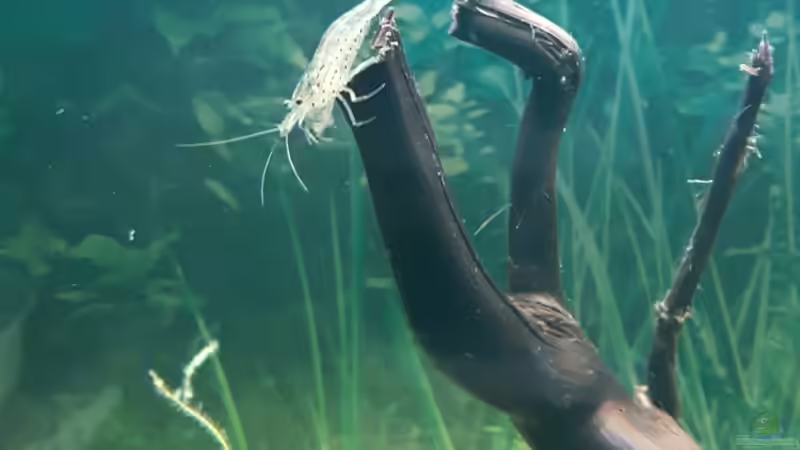 Amano von Kaddi (32)