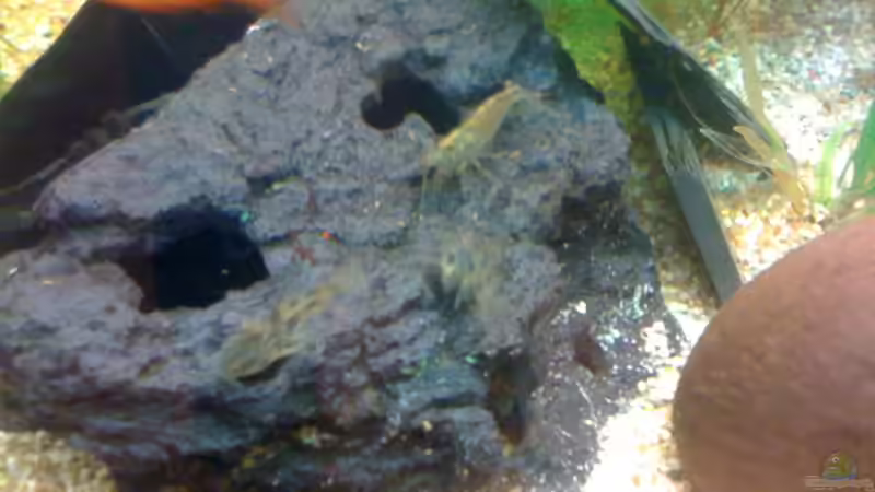 Amano von Kuebiwhv (17)