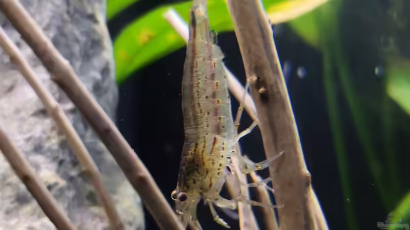 Amano von Mark H. (46)