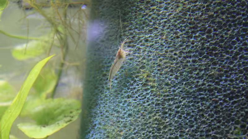 Amano von Pfennigkraut (17)