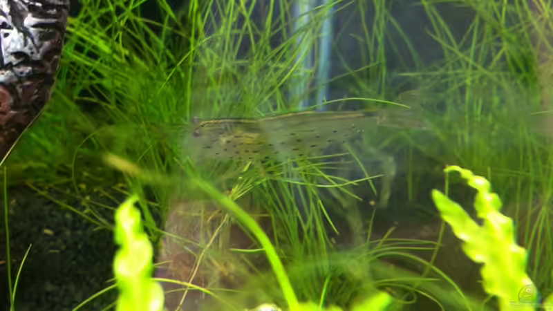 Amano von RoZan (30)