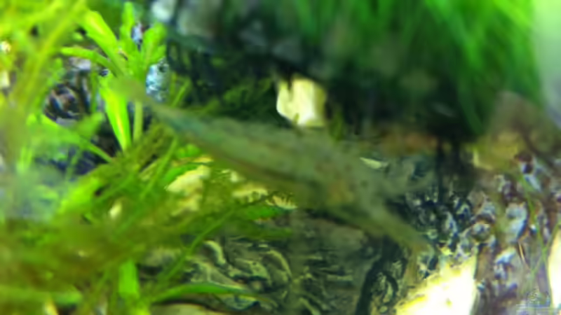 Amano von RoZan (31)